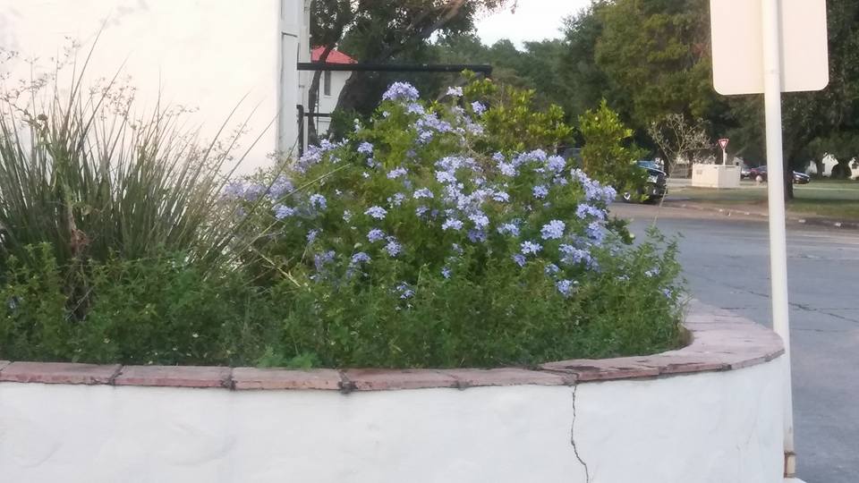 the-garden.jpg