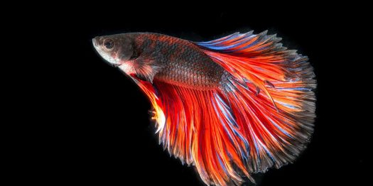 Fish.jpg